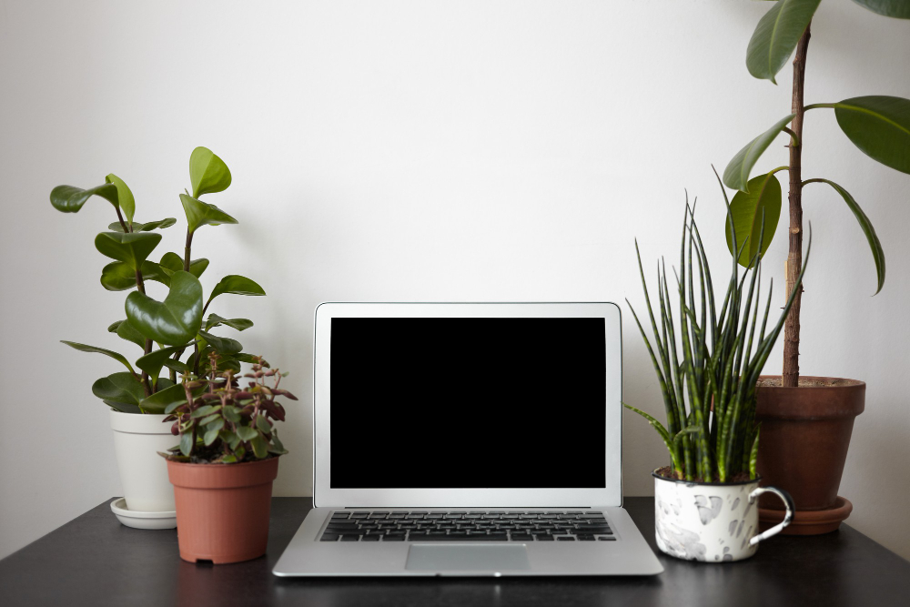 Plantes sur un bureau